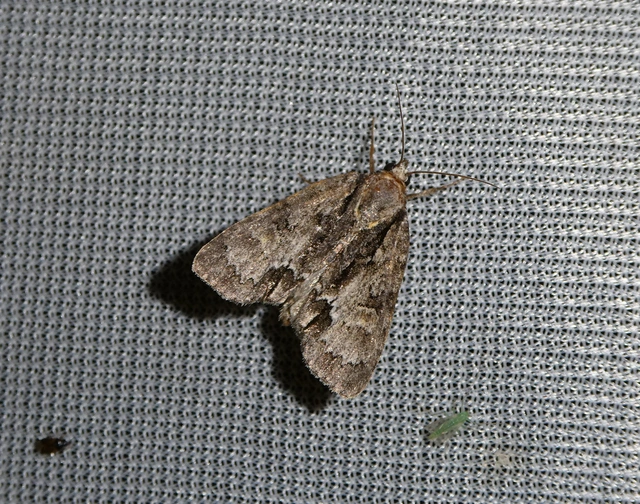 Acronicta strigosa - kis szigonyosbagoly