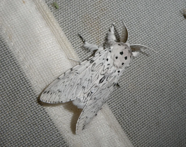 Cerura erminea - hermelin-púposszövő