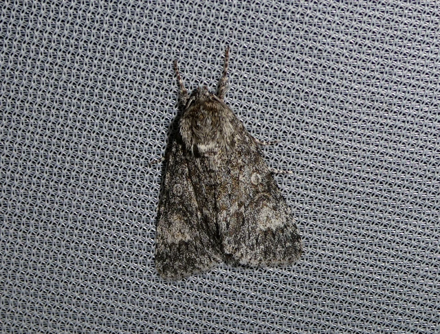 Acronicta megacephala - nagyfejű szigonyosbagoly