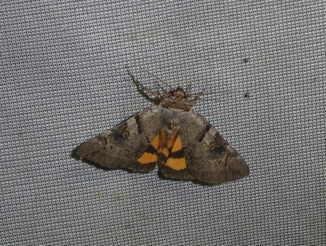 Catocala hymenaea - kökény-övesbagoly