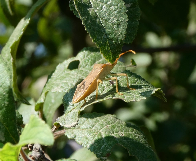 Gonocerus acuteangulatus - aranypetés karimáspoloska