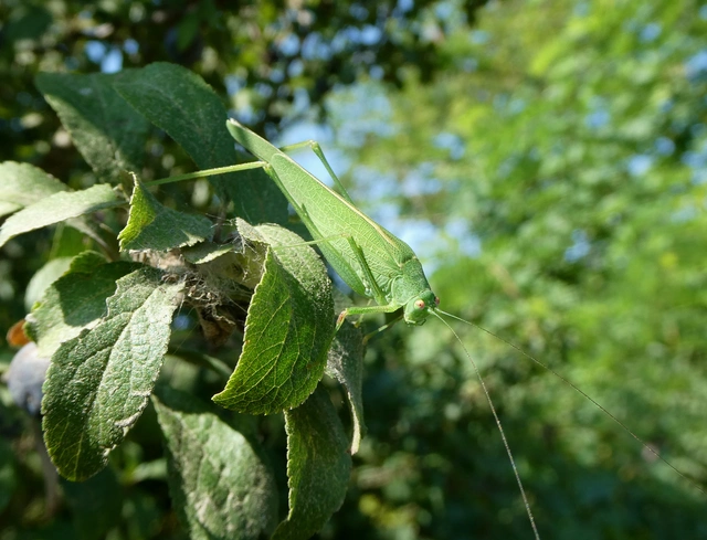 Phaneroptera nana - pontozott repülőszöcske
