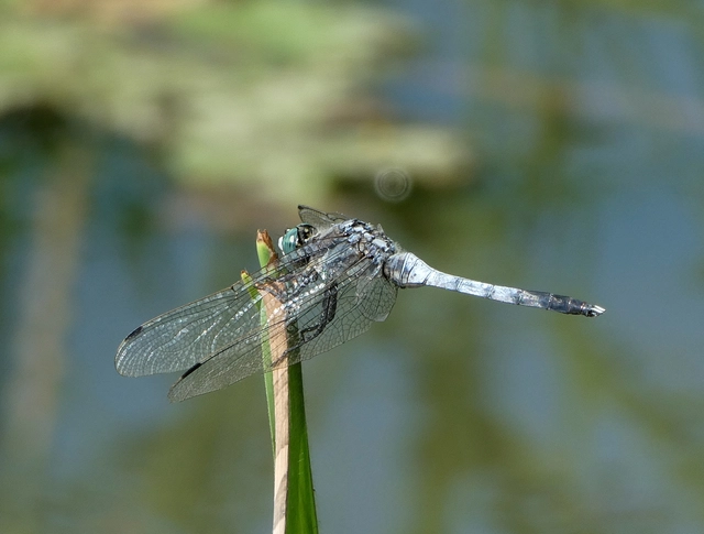 Orthetrum albistylum - fehérfarkú pásztorszitakötő