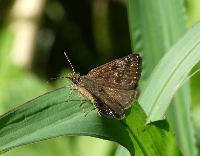 Erynnis tages - cigánylepke