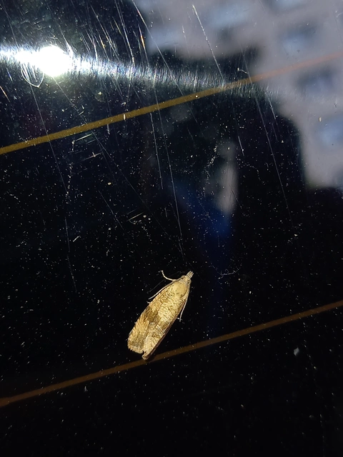 Celypha striana - pitypangfúró tükrösmoly