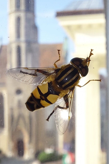 Helophilus