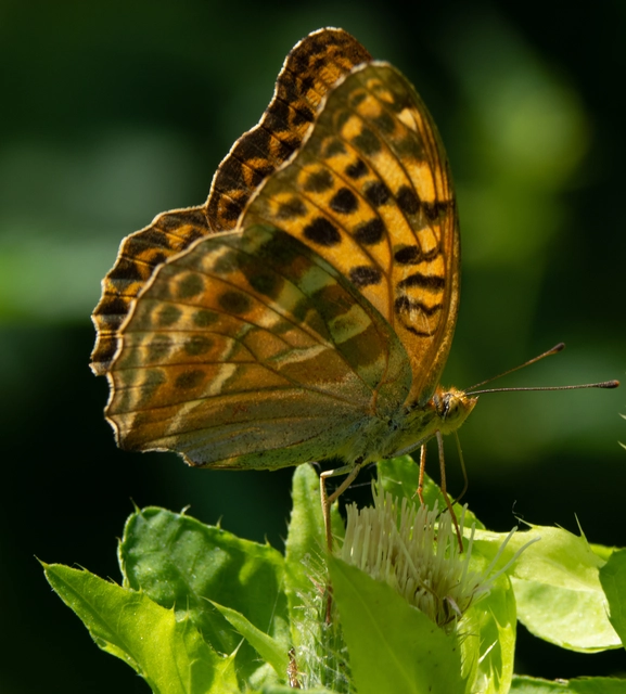 Argynnis paphia - nagy gyöngyházlepke