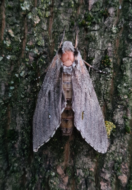 Hyloicus pinastri - fenyőszender