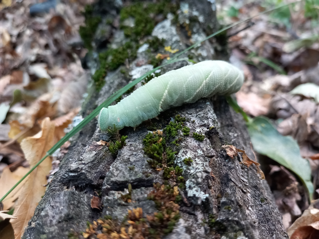 Marumba quercus - tölgyfaszender