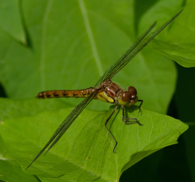 Sympetrum striolatum - harántsávos katona-szitakötő