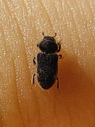 Heterocerus