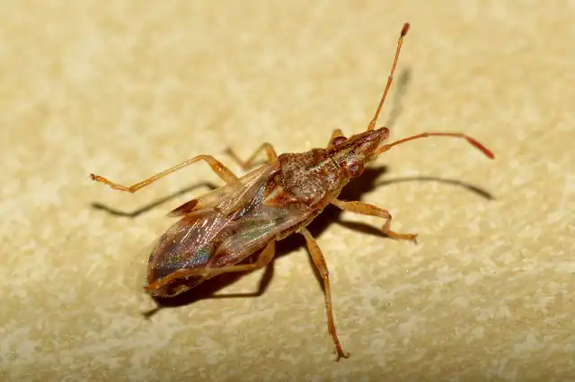 Belonochilus numenius - amerikai platánbodobács