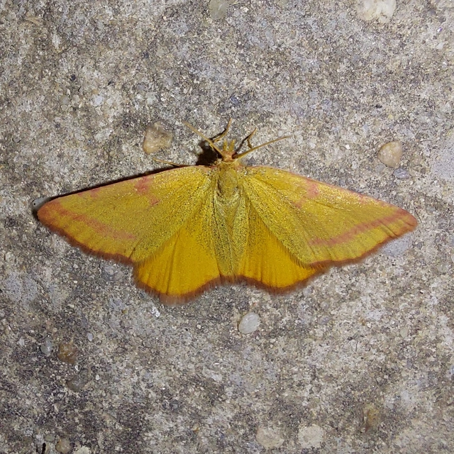 Lythria purpuraria - bíborsávos araszoló