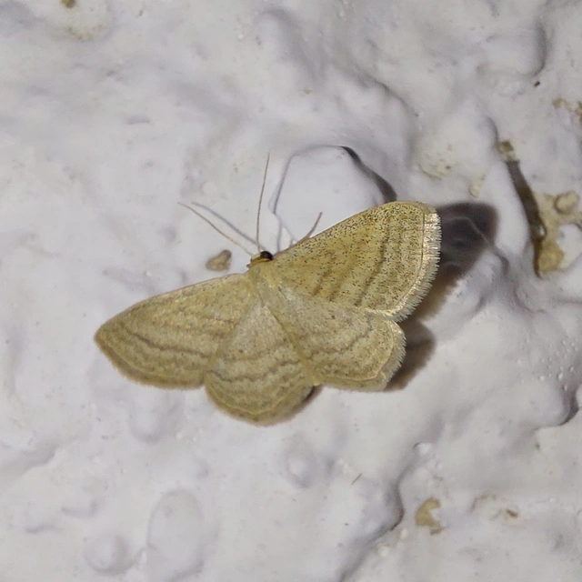 Scopula virgulata - vesszős sávosaraszoló