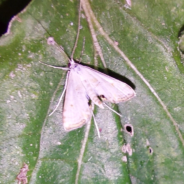 Cataclysta lemnata - békalencsemoly