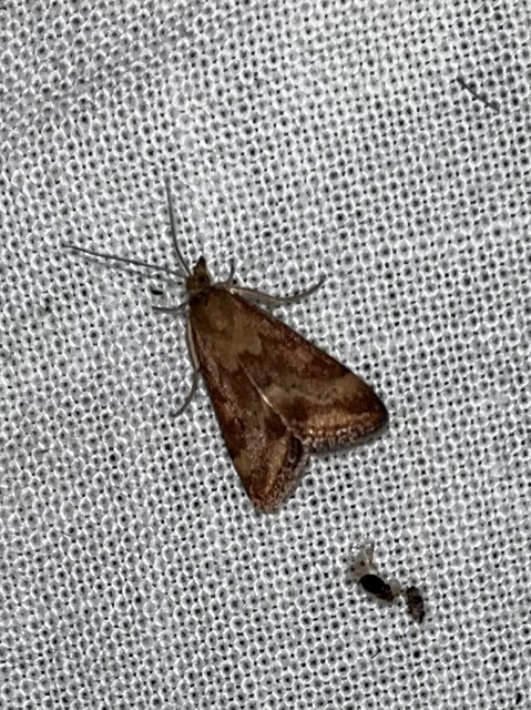 Pyrausta despicata - réti bíbormoly