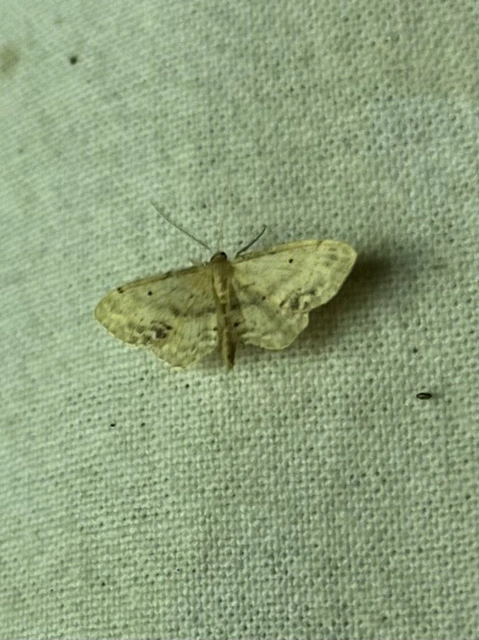 Idaea dimidiata - gyakori apróaraszoló