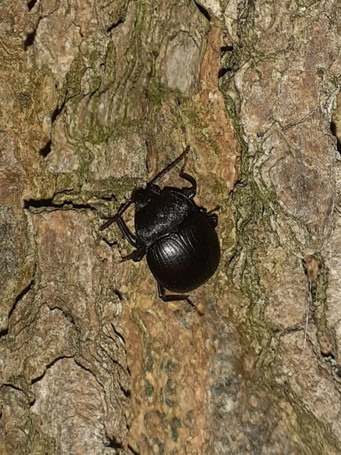 Accanthopus velikensis