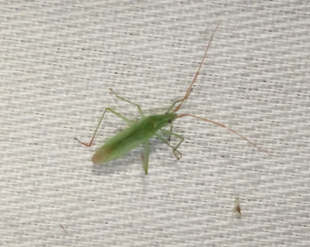 Trigonotylus