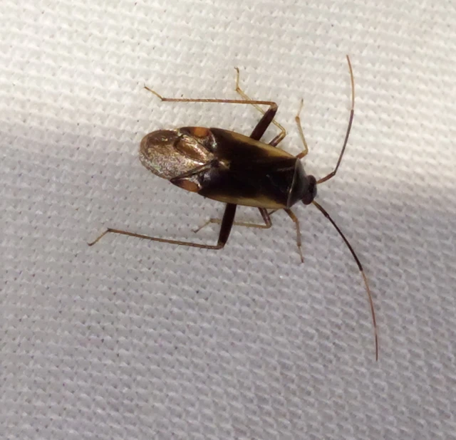 Adelphocoris seticornis - szegélyes mezeipoloska