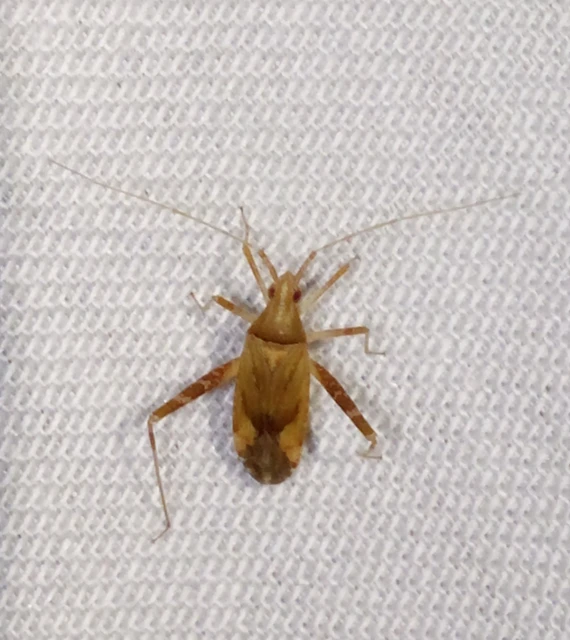Phytocoris