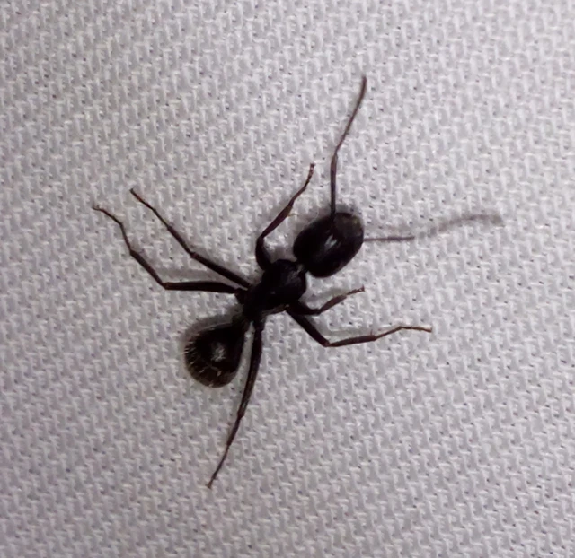 Camponotus vagus - fekete lóhangya