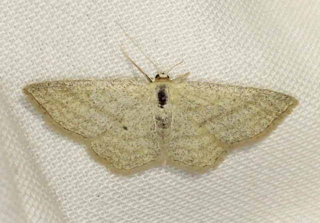 Scopula virgulata - vesszős sávosaraszoló