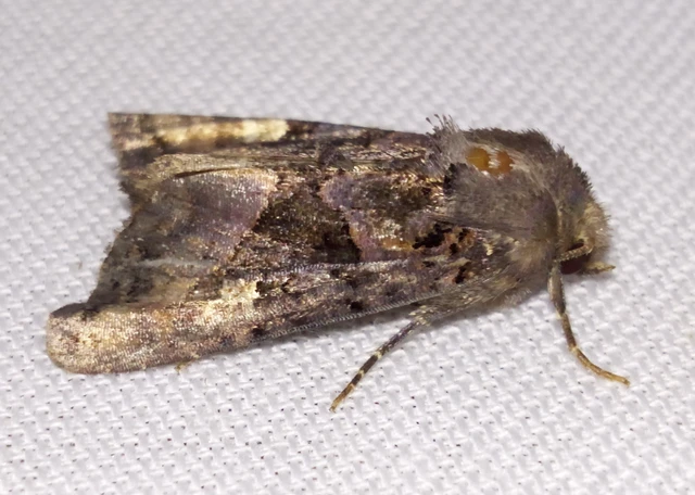 Euplexia lucipara - szeder-csipkésbagoly