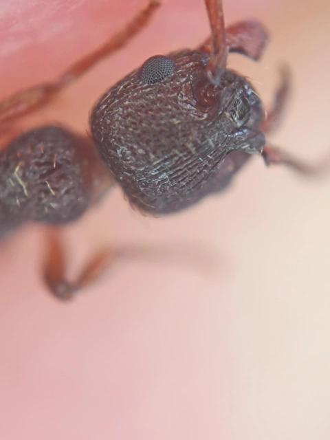 Myrmica curvithorax - sziki bütyköshangya