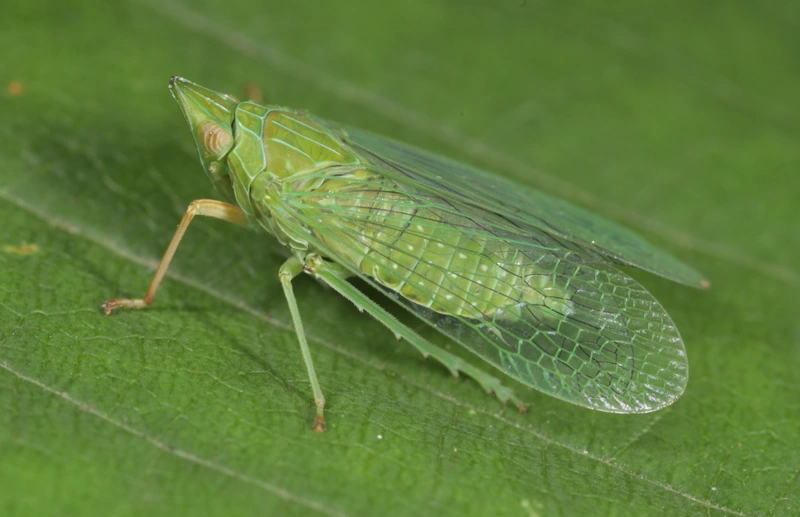 Dictyophara multireticulata