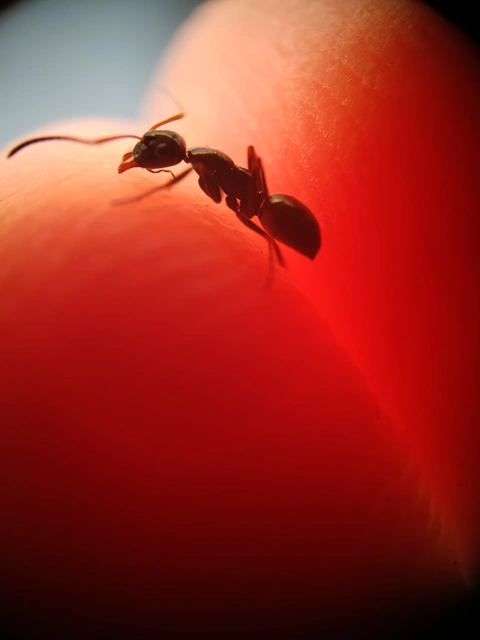 Camponotus atricolor - nyerges lóhangya