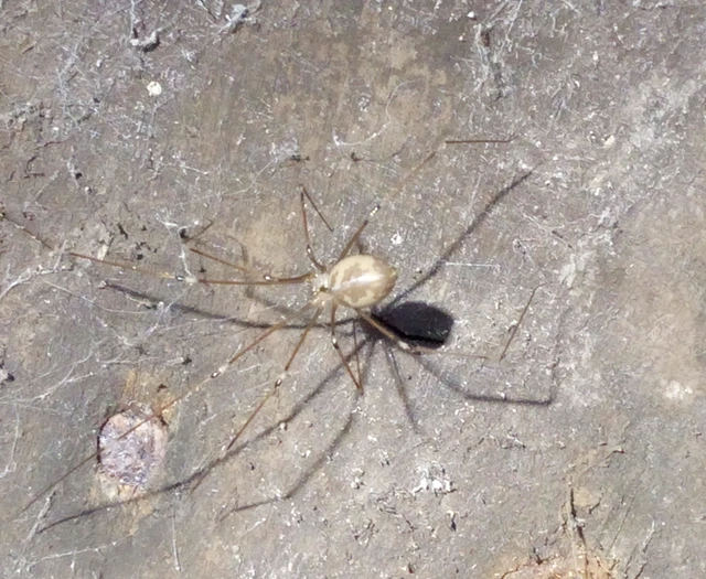 Pholcidae - álkaszáspókok