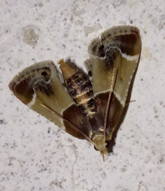 Pyralis farinalis - lisztilonca
