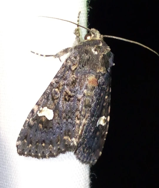 Melanchra persicariae - fehérfoltos kertibagoly