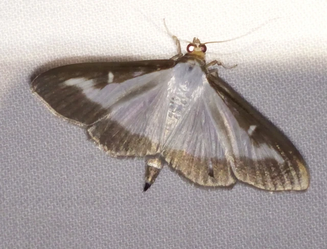 Cydalima perspectalis - puszpáng-tűzmoly