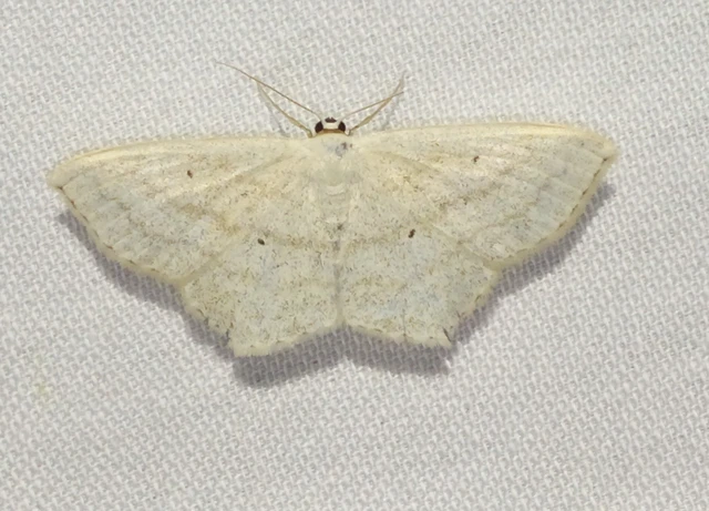 Scopula nigropunctata - feketepettyes araszoló