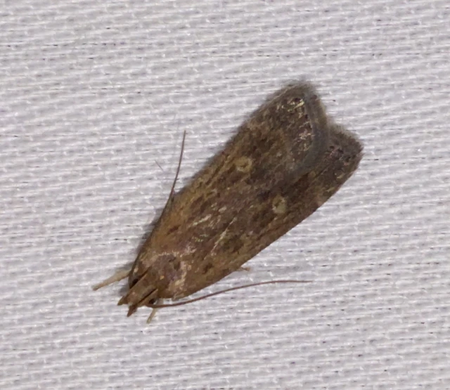 Helcystogramma