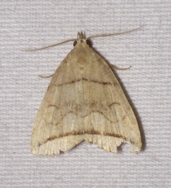 Herminia grisealis - ligeti karcsúbagoly