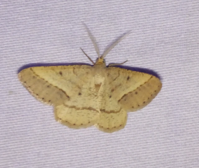Tephrina arenacearia - lucerna-araszoló