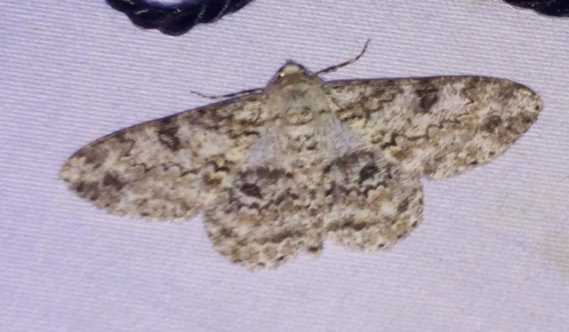 Ascotis selenaria - holdas faaraszoló