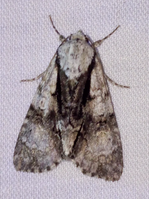 Acronicta alni - éger-szigonyosbagoly