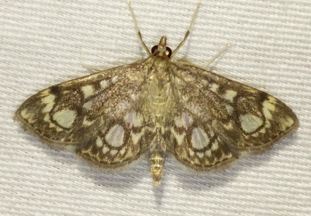 Anania coronata - koronás dudvamoly