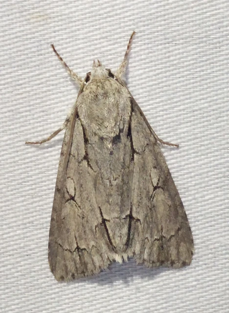 Acronicta cuspis/tridens/psi