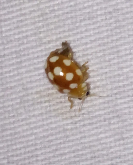 Vibidia duodecimguttata - tizenkétcseppes füsskata