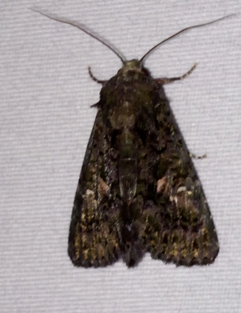 Anophia leucomelas - déli folyófűbagoly Anophia leucomelas - déli folyófűbagoly