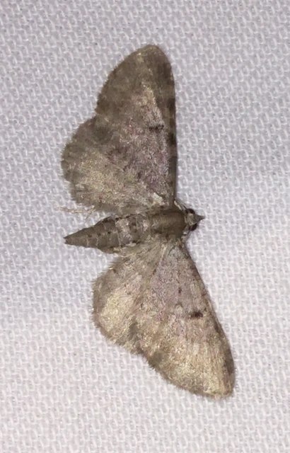 Eupithecia selinata - lápi törpearaszoló
