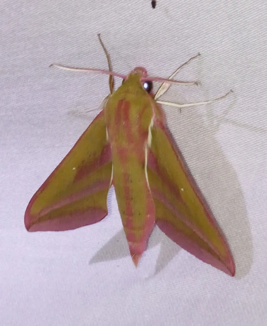 Deilephila elpenor - szőlőszender