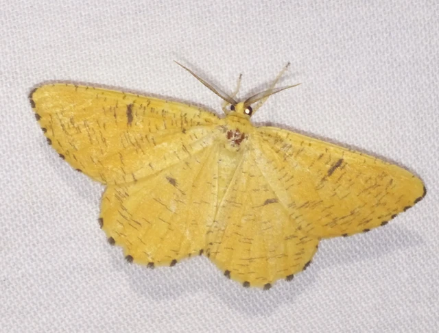 Angerona prunaria - sárga kökényaraszoló