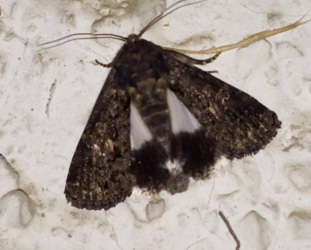 Anophia leucomelas - déli folyófűbagoly Anophia leucomelas - déli folyófűbagoly