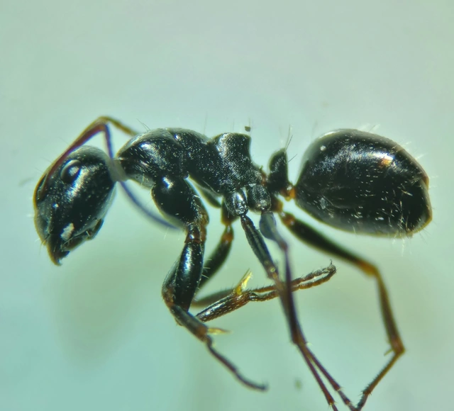 Camponotus piceus - szurkos lóhangya